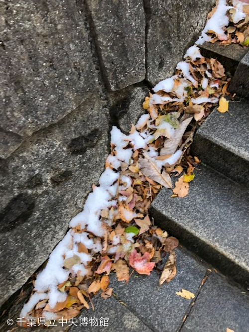 雪がうっすら積もった森林館へ登る階段脇