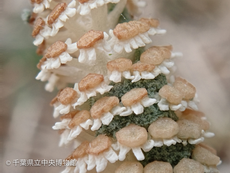 教室博日記 スギナ つくし