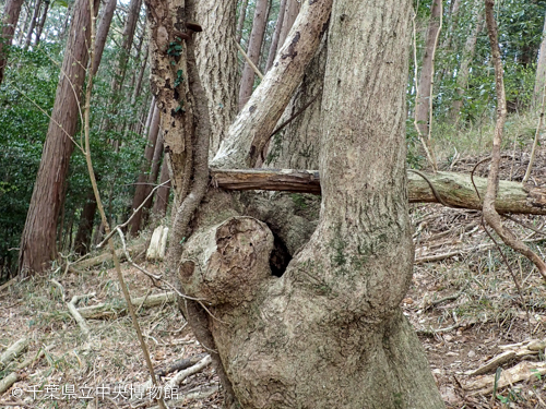 大きな樹洞のある木の近影