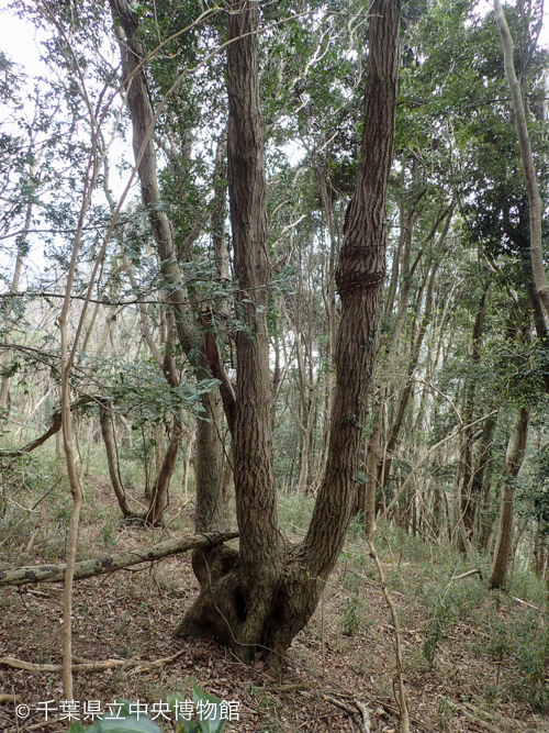 大きな樹洞のある木