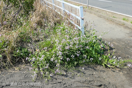 満開のハマダイコン