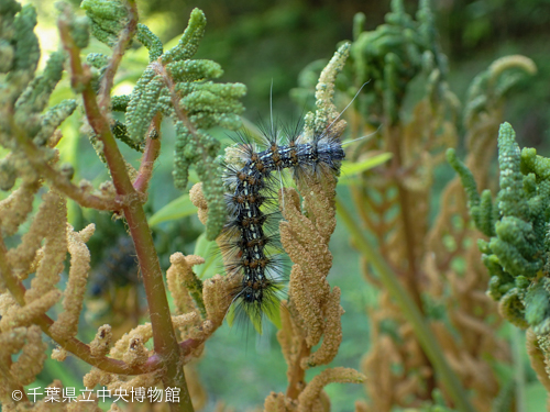 ゼンマイの胞子葉を食べるクワゴマダラヒトリの幼虫