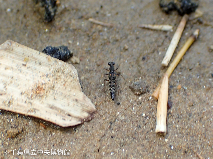 砂地を走るホソフタホシメダカハネカクシ