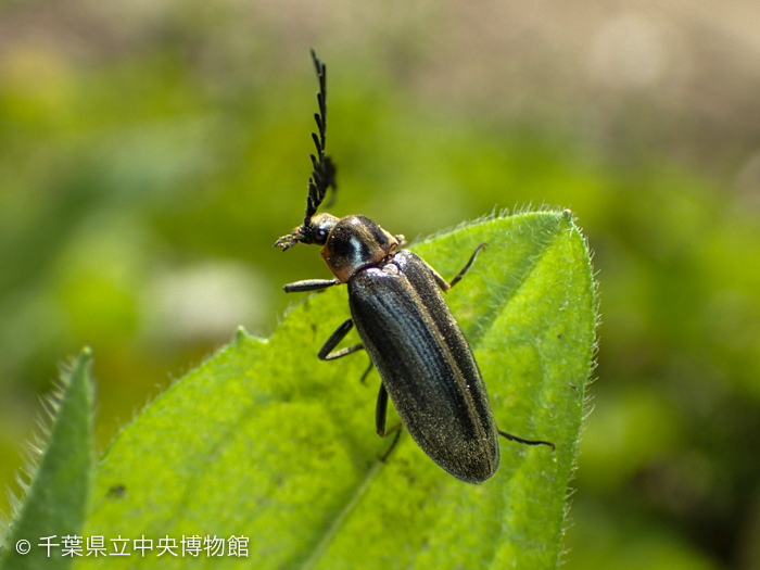 ヒゲナガハナノミ