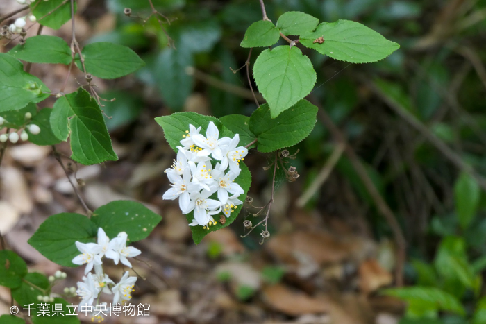 林道沿いに咲くマルバウツギの花