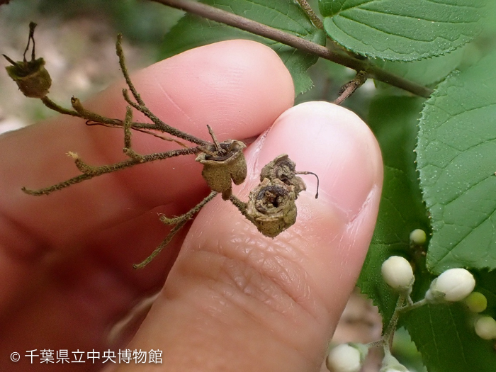 マルバウツギの果実