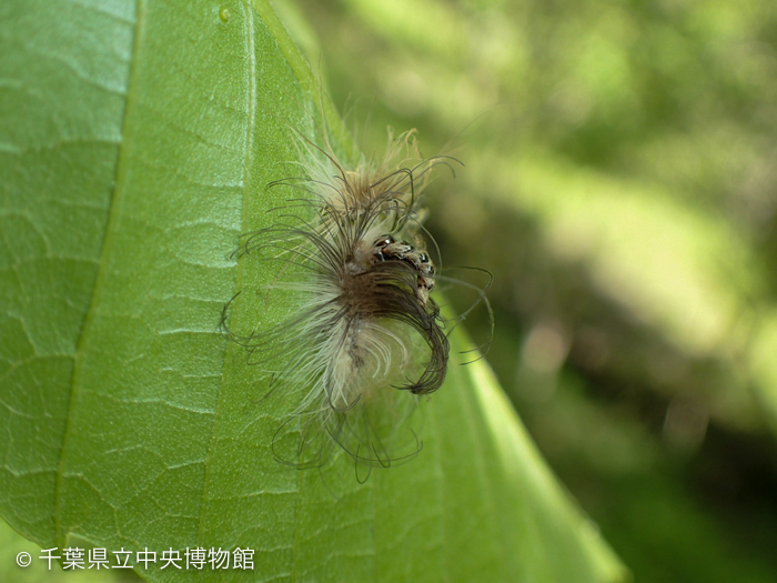 カールした毛に覆われているリンゴコブガの幼虫