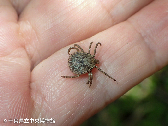 手の上のタカサゴキララマダニ