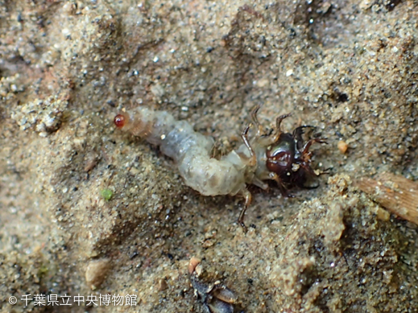 カールした毛に覆われているリンゴコブガの幼虫