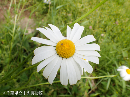 フランスギク花上のヒメマルカツオブシムシ