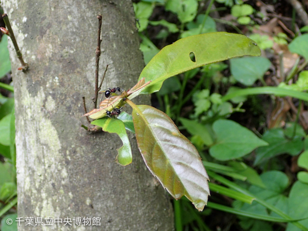 アラカシの葉にいるトゲアリ