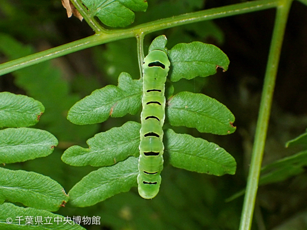 マダラツマキリヨトウの幼虫（拡大）