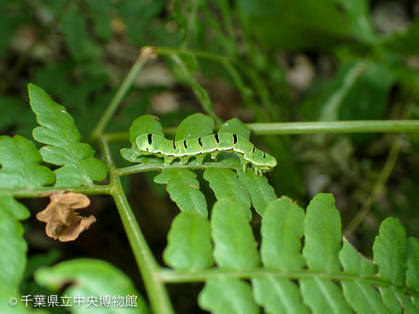 マダラツマキリヨトウの幼虫