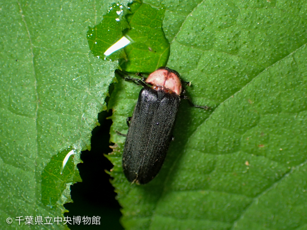 葉上で静止しているゲンジボタル