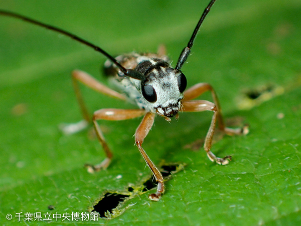 白色の毛で覆われたシラホシカミキリの顔