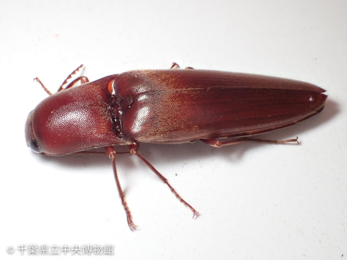 コメツキムシの蛹(側面から)