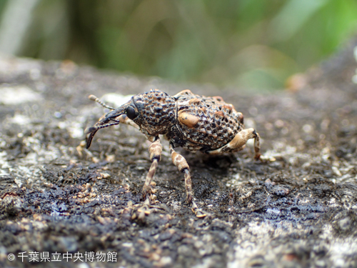 ゴツゴツとしたコブのあるマダラアシゾウムシ