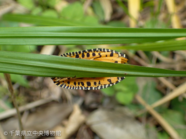 裏から見たビロードハマキ