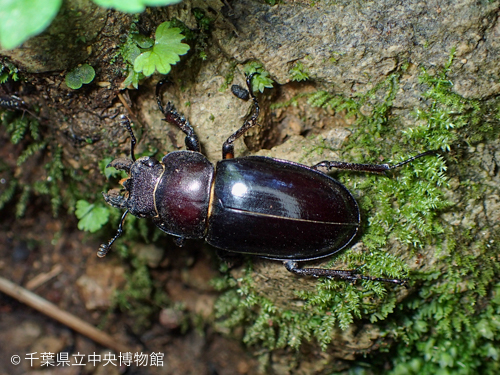 地面を歩くミヤマクワガタ