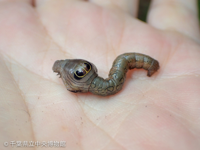 手の上に乗せたオオゴマダラエダシャクの幼虫