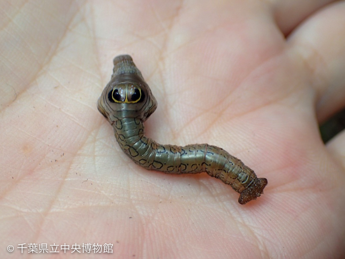 手の上に乗せたオオゴマダラエダシャクの幼虫