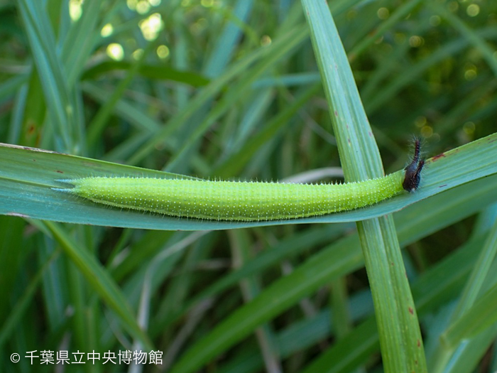 クロコノマチョウの幼虫（全体）