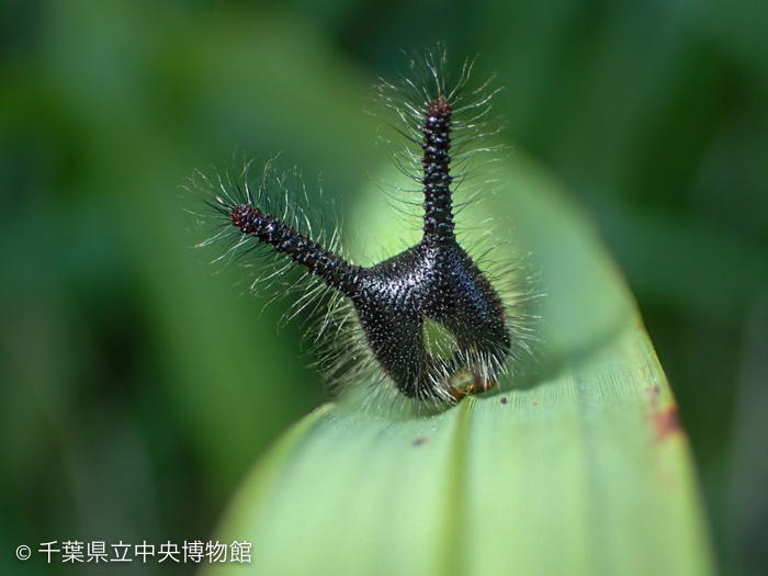 クロコノマチョウの幼虫の頭