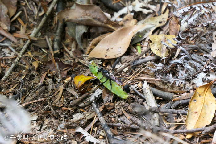 イモムシをあごでくわえているミカドジガバチ