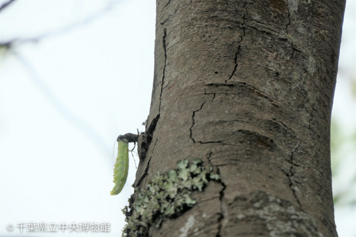 イモムシを巣穴に運び込んだミカドジガバチ