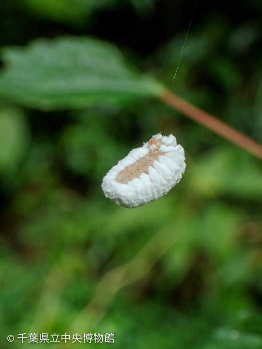 空中にぶら下がるセミヤドリガの幼虫