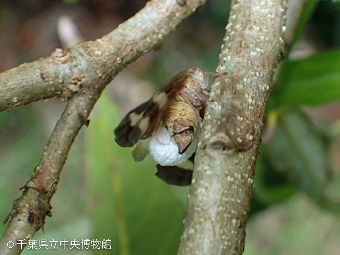 ハゴロモヤドリガに寄生されたベッコウハゴロモ