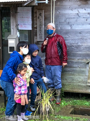 バケツ田んぼの稲穂