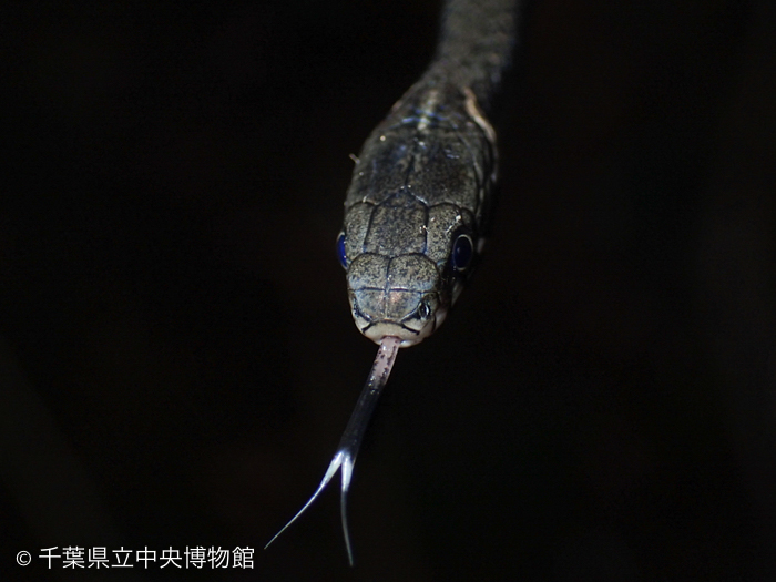 舌を出したヒバカリ