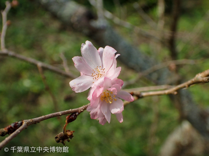 淡いピンク色が美しいジュウガツザクラの花