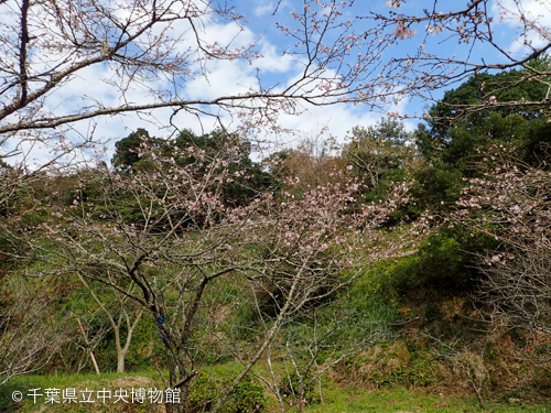 開花しているジュウガツザクラ