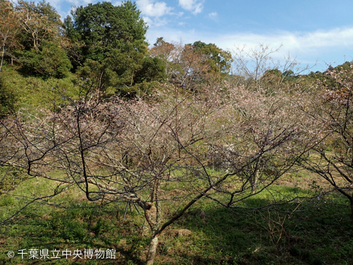 里山に咲く桜