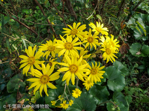 鮮やかな黄色のツワブキの花