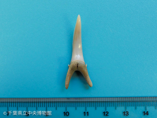 サメの歯化石(ホホジロザメ) ①