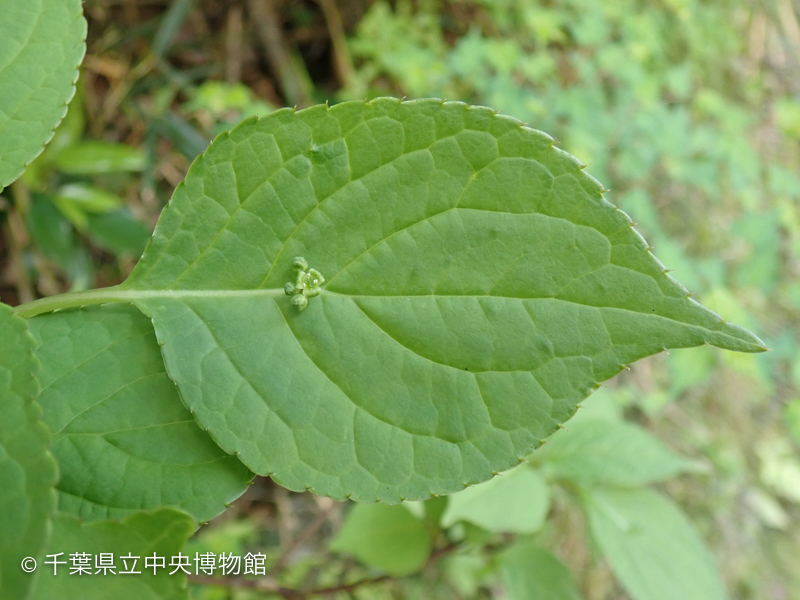 花をつけたハナイカダの葉