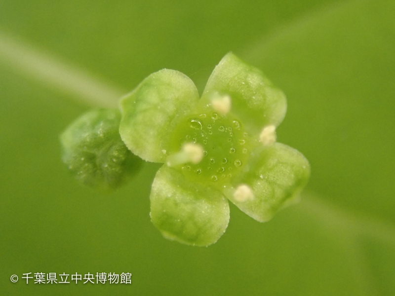 ハナイカダの花