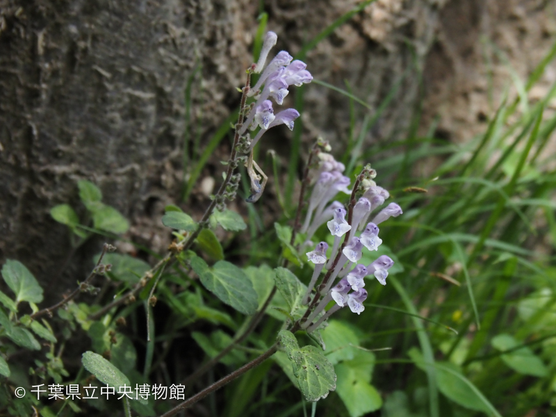 タツナミソウの花のアップ