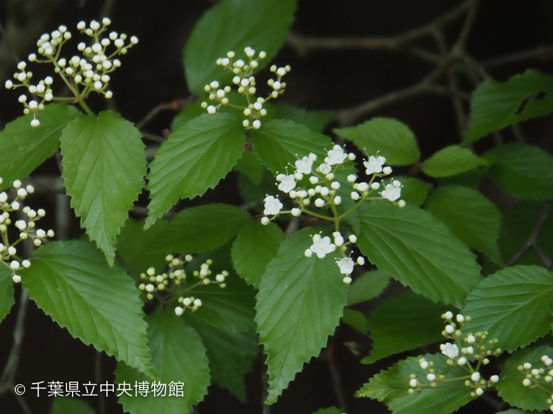 コバノガマズミの花