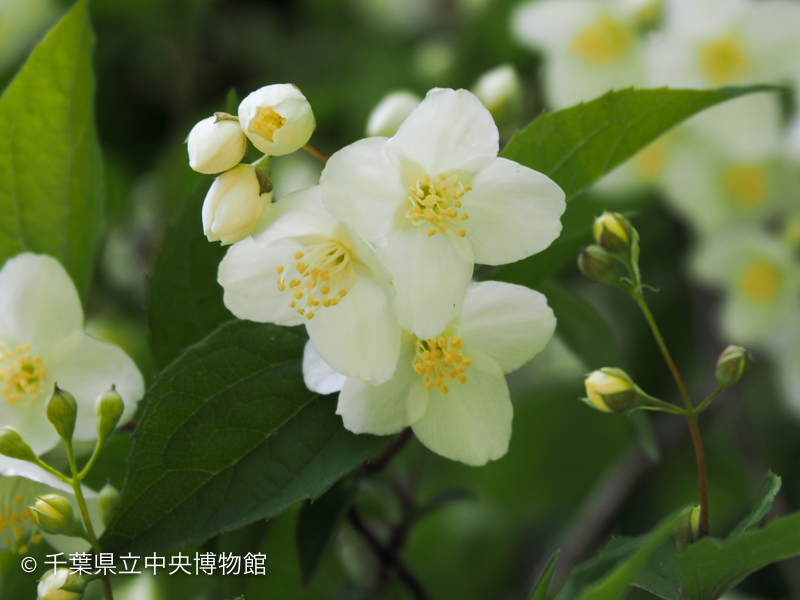 バイカウツギの花のアップ