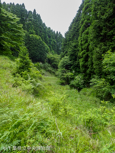 葉上のスジグロボタル