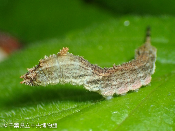 ガマズミ葉上のカギバガ幼虫