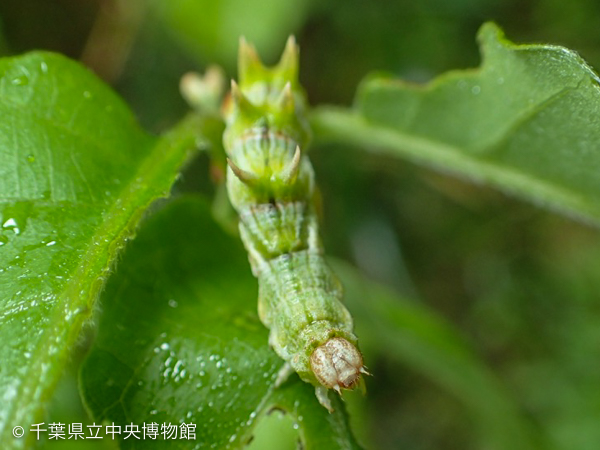 背中には先の尖った突起が４対並ぶ