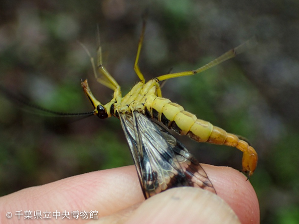 つかむと尾の先のハサミで指を挟まれる