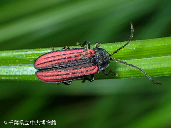 葉上のスジグロボタル