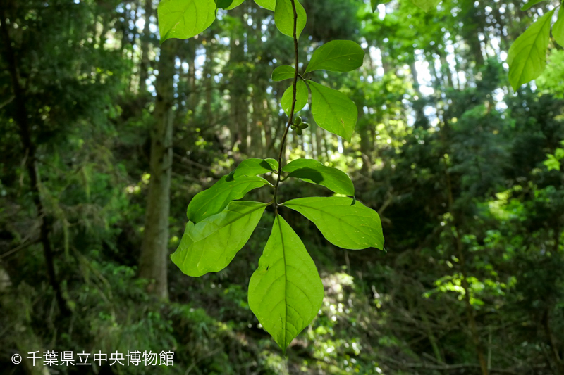 目に入った特徴のある樹木の枝