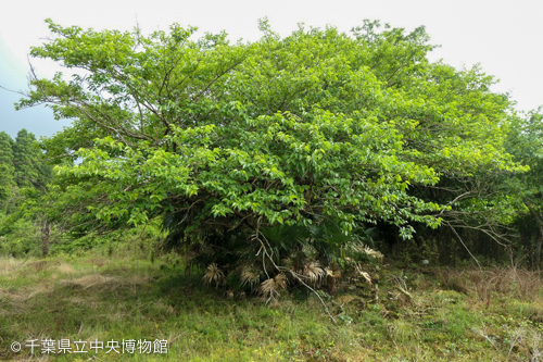 桑の木の下にびっしりと生えていたシュロ